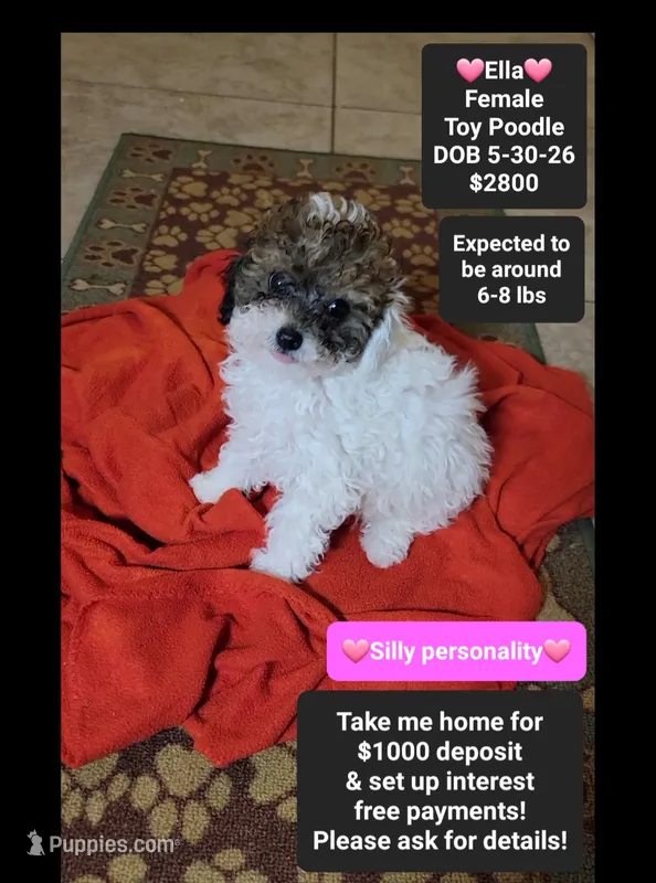 Ella*1000 take home – Poodle - Toy  puppy for sale in Tucson, AZ
