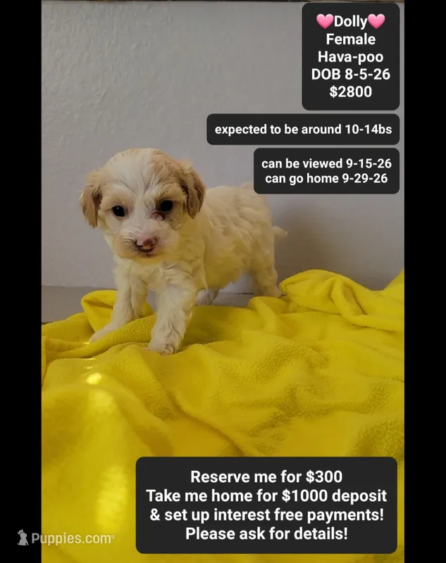 Dolly*1000 take home – Havanese, Poodle - Toy  puppy for sale in Tucson, AZ