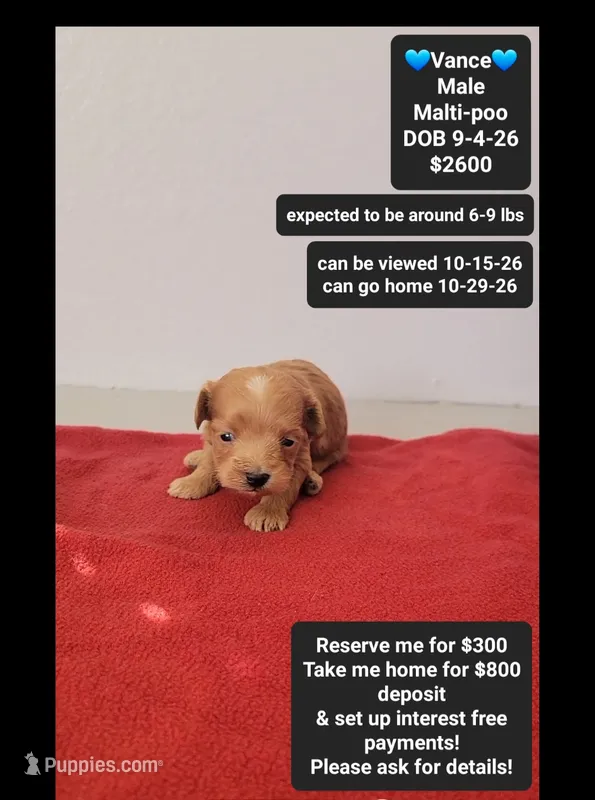 Vance – Maltipoo puppy for sale in Tucson, AZ
