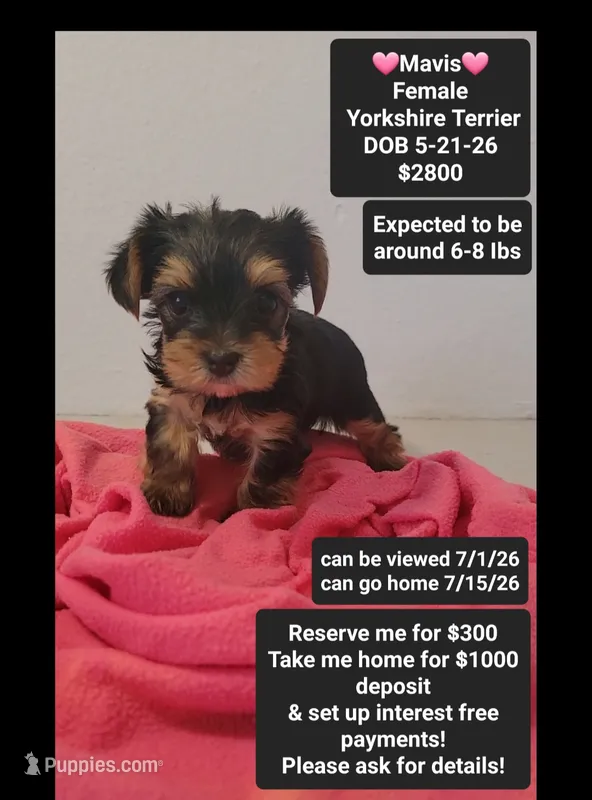 Mavis*1000 take home – Yorkshire Terrier puppy for sale in Tucson, AZ