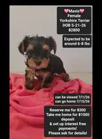 Mavis*1000 take home, a female Yorkshire Terrier for sale in Tucson, AZ – 1 of 3