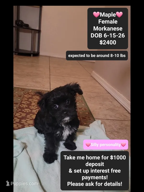 Maple*$1000 take home – Havanese, Morkie puppy for sale in Tucson, AZ