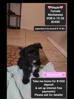 Maple*$1000 take home, a female Havanese and Morkie for sale in Tucson, AZ – 1 of 3
