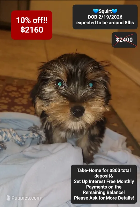 Squirt – Yorkshire Terrier puppy for sale in Tucson, AZ