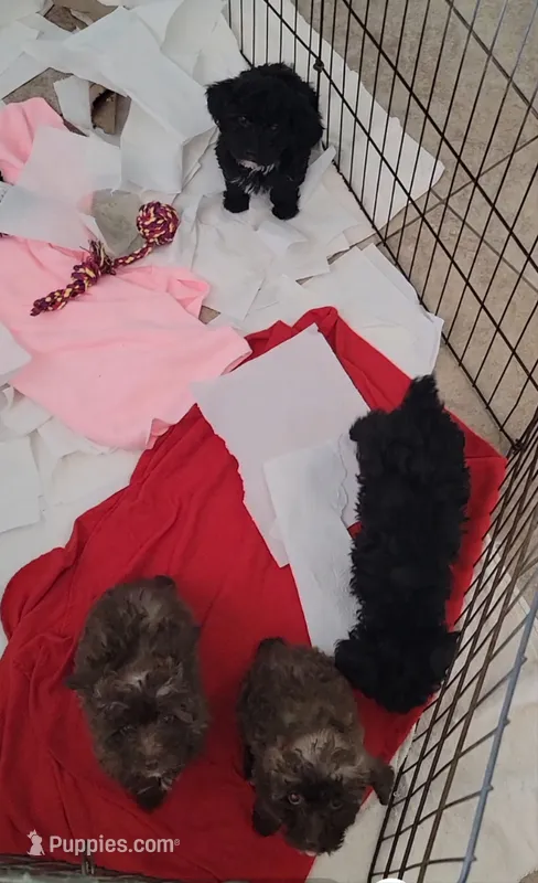 PHEME☆$900 take home option!