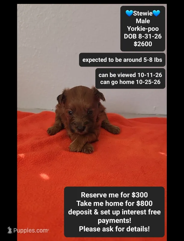 Stewie*800 take home – Yorkshire Terrier, Poodle - Toy  puppy for sale in Tucson, AZ