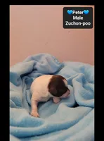 Peter, a male Poodle - Toy  and Shichon for sale in Tucson, AZ – 3 of 3