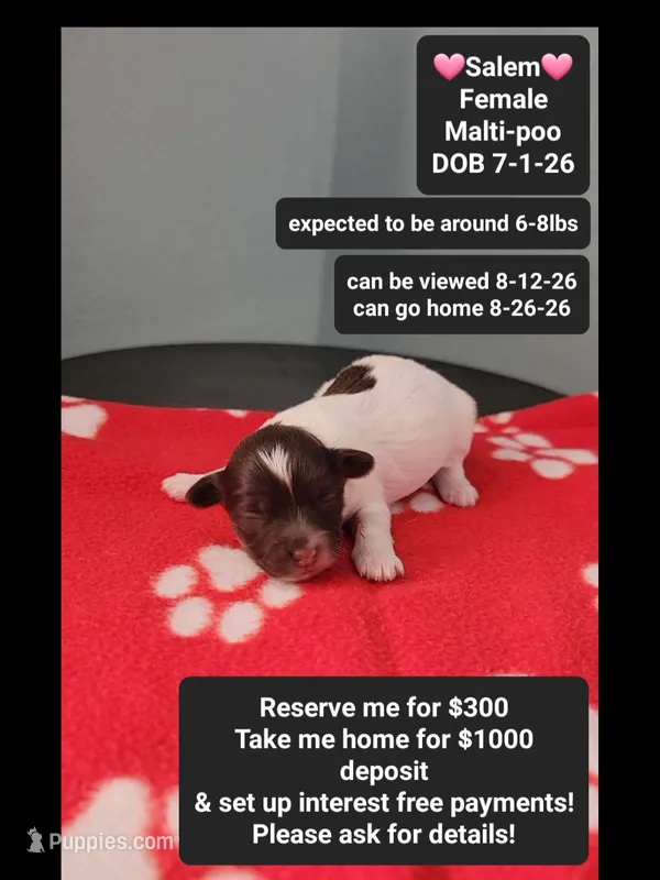Salem*1000 take home – Maltipoo puppy for sale in Tucson, AZ