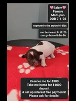 Salem*1000 take home, a female Maltipoo for sale in Tucson, AZ – 1 of 3