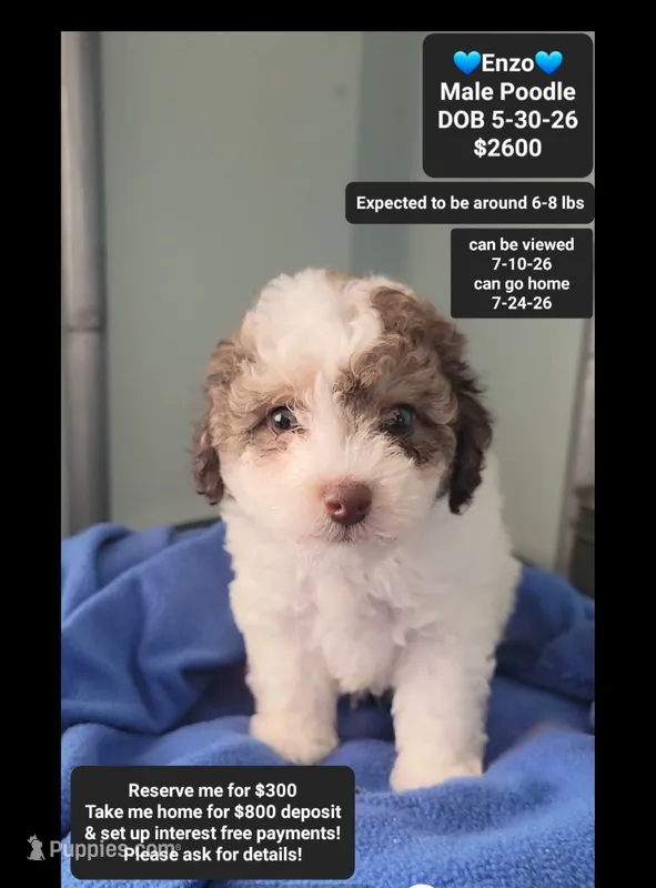 Enzo*800 take home – Poodle - Toy  puppy for sale in Tucson, AZ