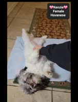 Kenzie*900 take home, a female Havanese for sale in Tucson, AZ – 2 of 3