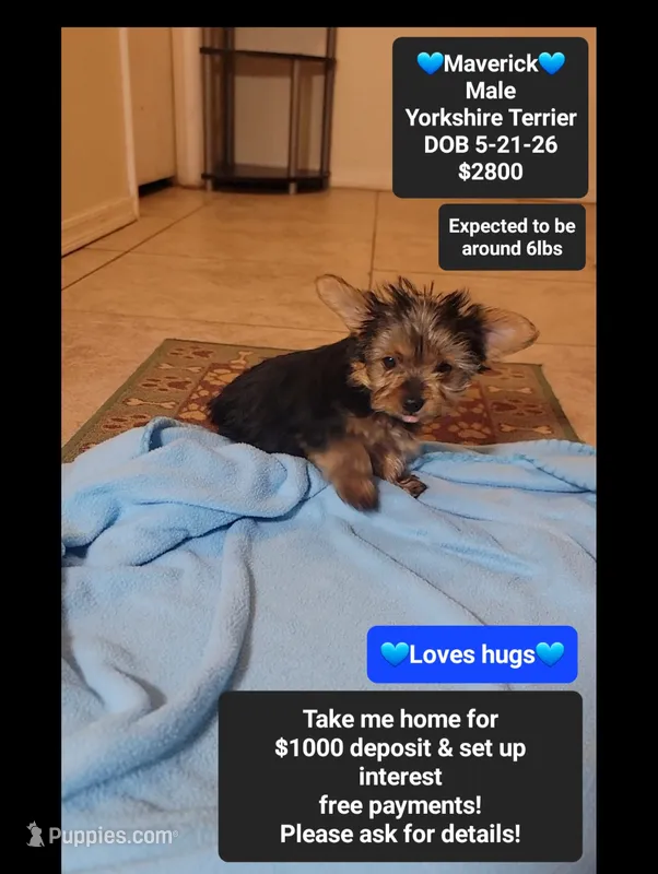 Maverick*1000 take home – Yorkshire Terrier puppy for sale in Tucson, AZ