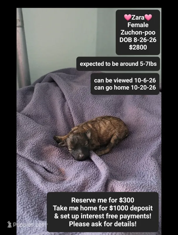 Zara*1000 take home – Poodle - Toy , Shichon puppy for sale in Tucson, AZ
