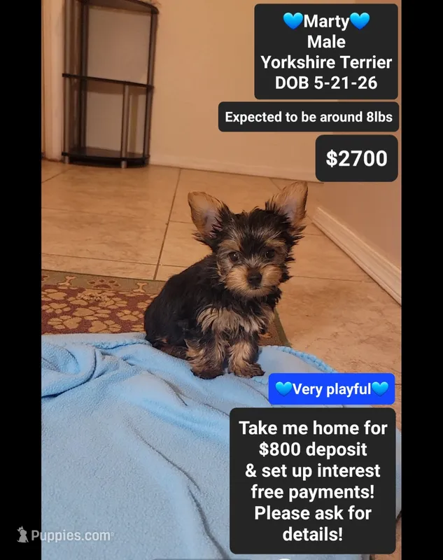 Marty*800 take home – Yorkshire Terrier puppy for sale in Tucson, AZ