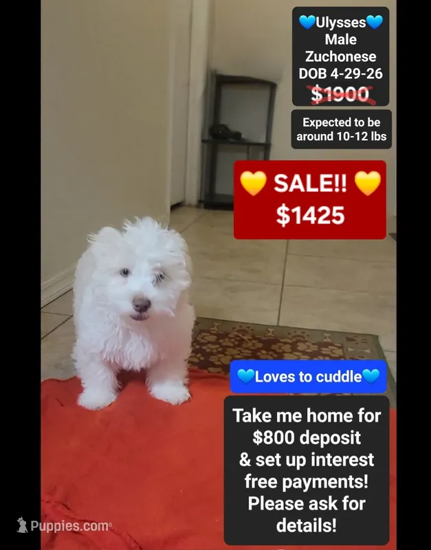 Ulysses*800 take home – Havanese, Shichon puppy for sale in Tucson, AZ