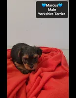 Marcus*$800 take home, a male Yorkshire Terrier for sale in Tucson, AZ – 3 of 3