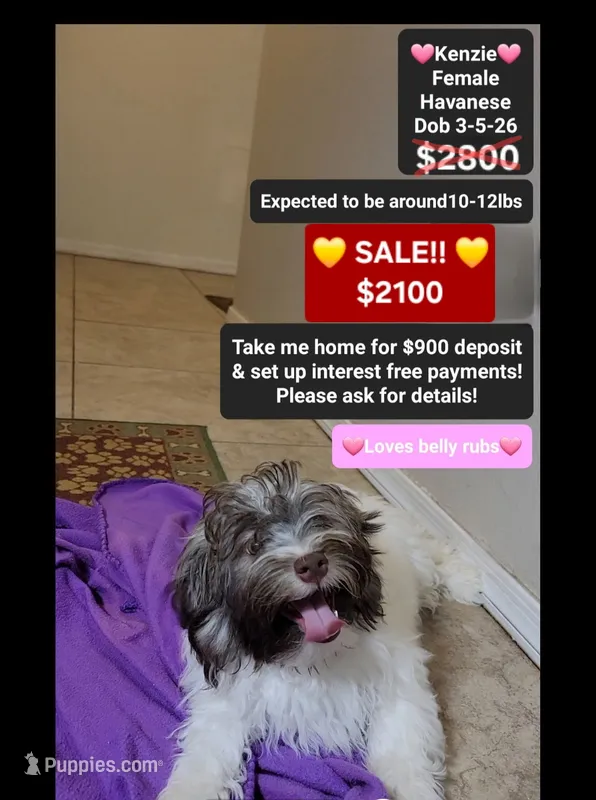 Kenzie*900 take home – Havanese puppy for sale in Tucson, AZ