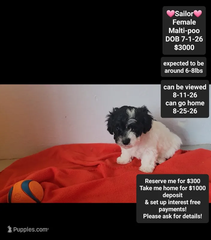 Sailor*1000 take home – Maltipoo puppy for sale in Tucson, AZ