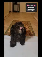 Stella*900 take home, a female Poodle - Toy  and Morkie for sale in Tucson, AZ – 2 of 3