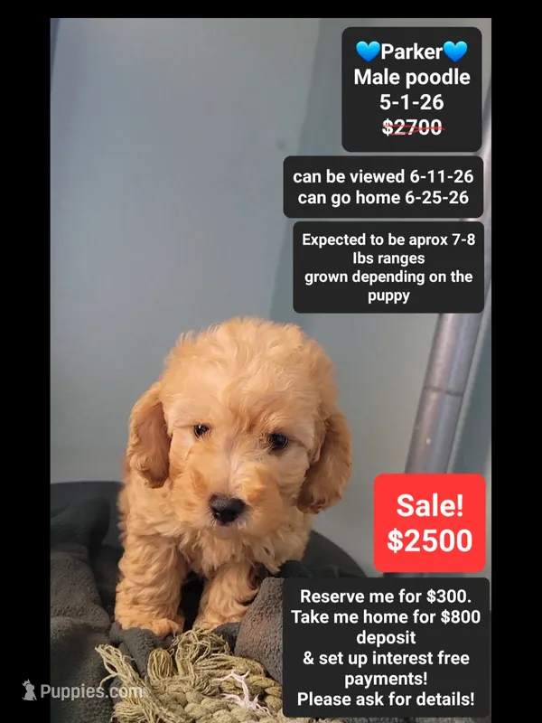 Parker – Poodle - Toy  puppy for sale in Tucson, AZ