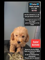Parker, a male Poodle - Toy  for sale in Tucson, AZ – 1 of 3