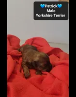 patrick*$800 take home, a male Yorkshire Terrier for sale in Tucson, AZ – 3 of 3