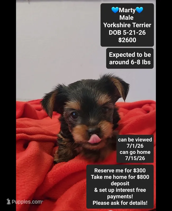 Marty*800 take home – Yorkshire Terrier puppy for sale in Tucson, AZ