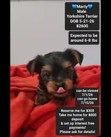 Marty*800 take home, a male Yorkshire Terrier for sale in Tucson, AZ – 1 of 3