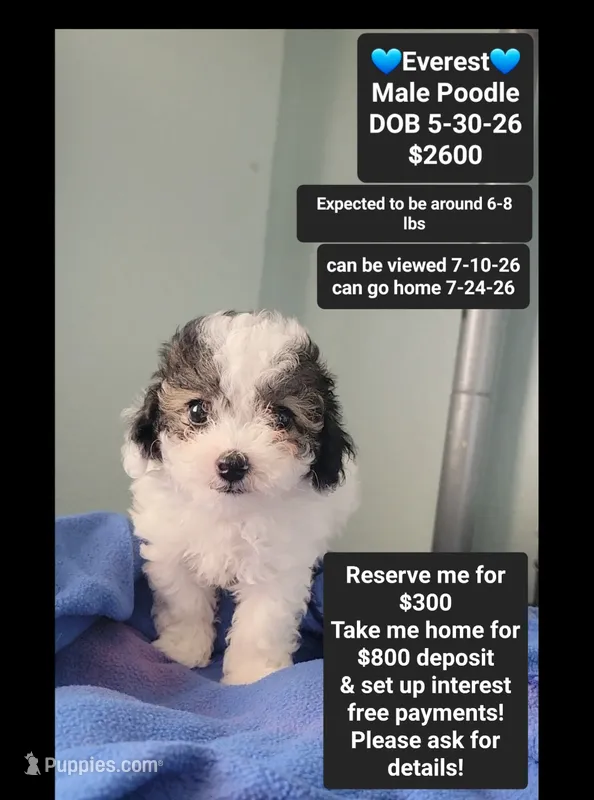 Everest*$800 take home – Poodle - Toy  puppy for sale in Tucson, AZ