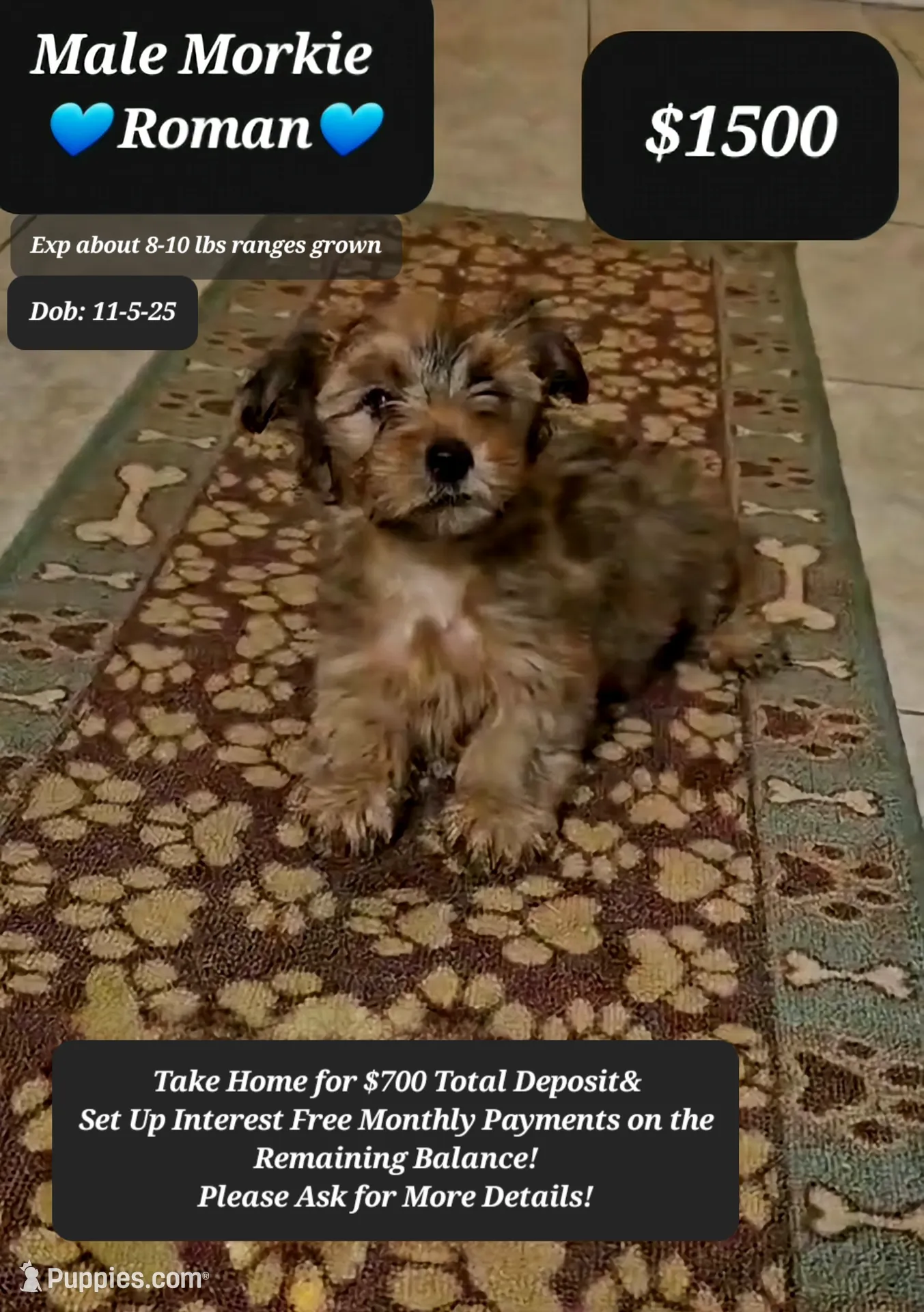 ROMAN☆$700 take home option!