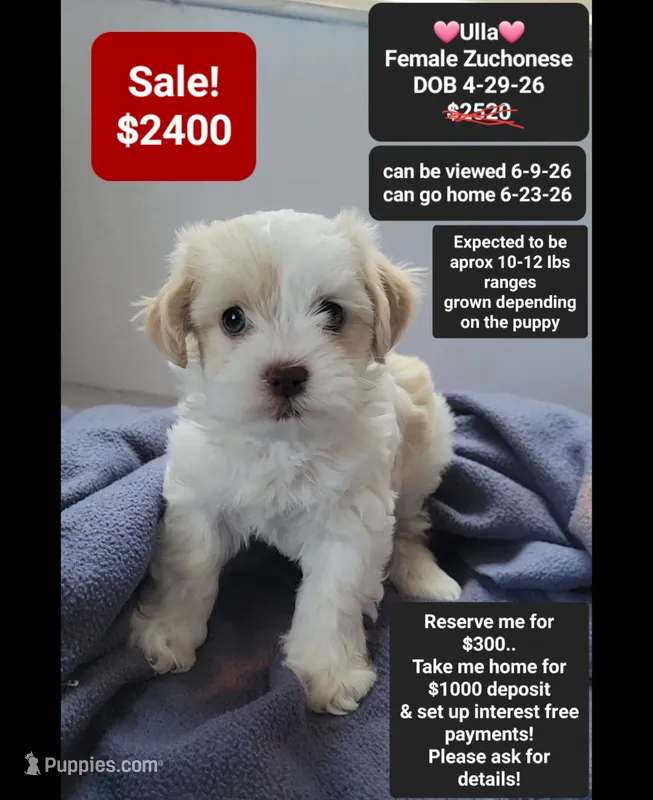 Ulla – Havanese, Shichon puppy for sale in Tucson, AZ