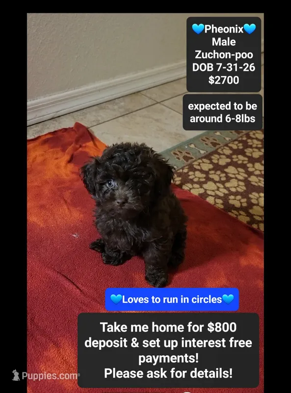 Pheonix*800 take home – Poodle - Toy , Shichon puppy for sale in Tucson, AZ