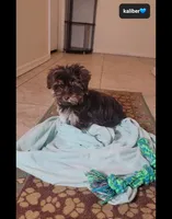 Kaliber , a male Yorkshire Terrier for sale in Tucson, AZ – 3 of 5