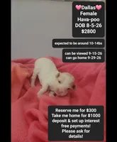 Dallas*1000 take home, a female Havanese and Poodle - Toy  for sale in Tucson, AZ – 1 of 3
