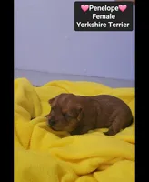 Penelope*$1000 take home, a female Yorkshire Terrier for sale in Tucson, AZ – 3 of 3