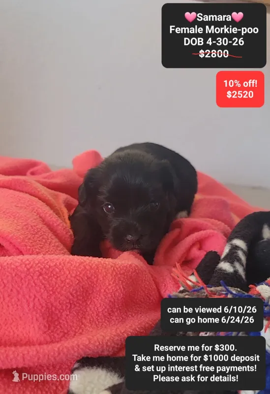 Samara – Poodle - Toy , Morkie puppy for sale in Tucson, AZ