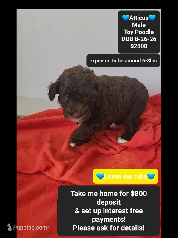 Atticus – Poodle - Toy  puppy for sale in Tucson, AZ