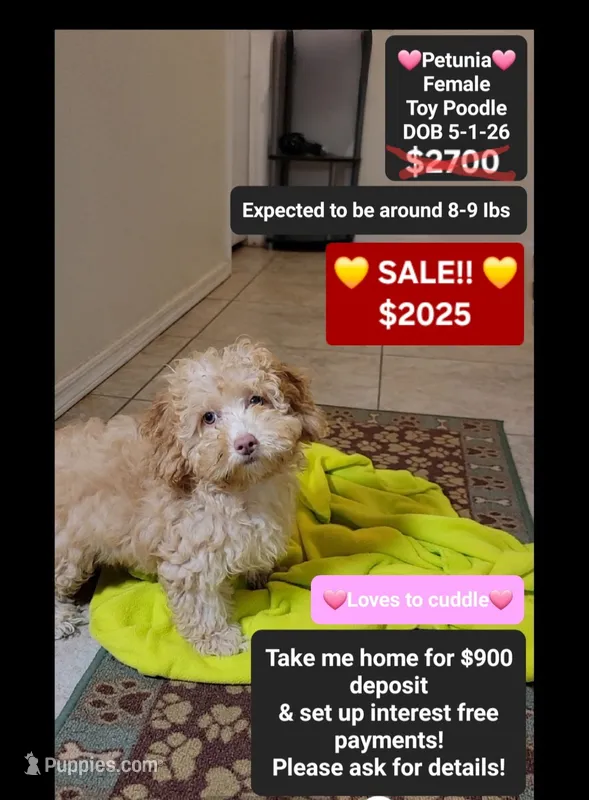 Petunia*900 take home – Poodle - Toy  puppy for sale in Tucson, AZ