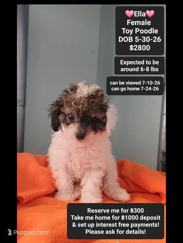 Ella*1000 take home – Poodle - Toy  puppy for sale in Tucson, AZ