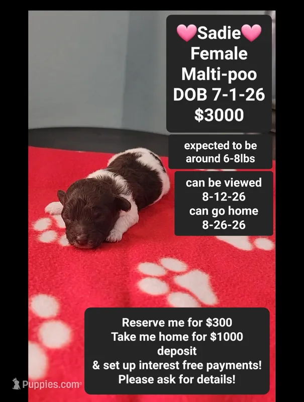 Sadie*1000 take home – Maltipoo puppy for sale in Tucson, AZ