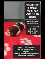 Sadie*1000 take home, a female Maltipoo for sale in Tucson, AZ – 1 of 3