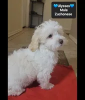 Ulysses*800 take home, a male Havanese and Shichon for sale in Tucson, AZ – 3 of 3