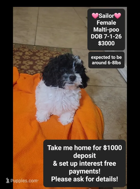 Sailor*1000 take home – Maltipoo puppy for sale in Tucson, AZ