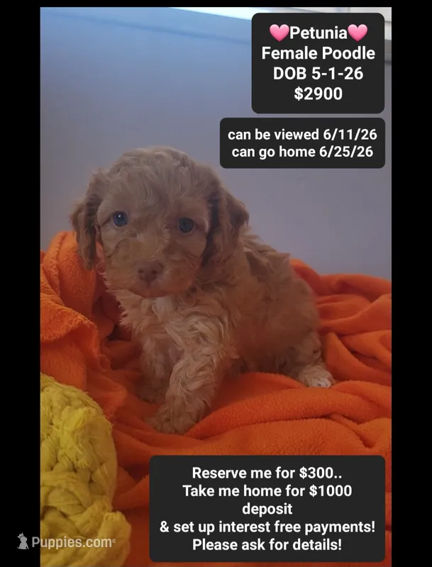 Petunia – Poodle - Toy  puppy for sale in Tucson, AZ