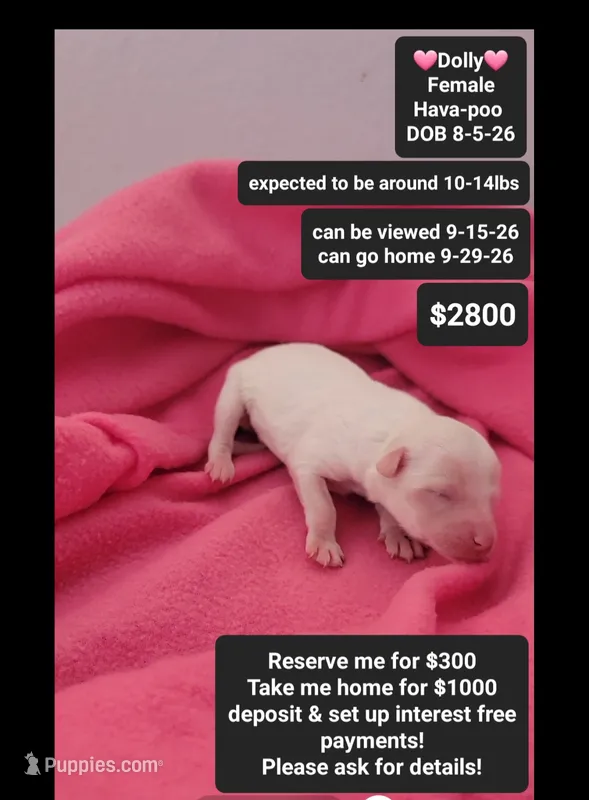Dolly – Havanese, Poodle - Toy  puppy for sale in Tucson, AZ
