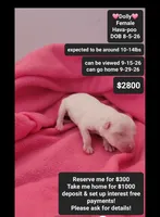 Dolly, a female Havanese and Poodle - Toy  for sale in Tucson, AZ – 1 of 3