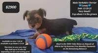 Lenny, a male Yorkshire Terrier for sale in Tucson, AZ – Photo 1 of 3