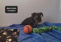Lenny, a male Yorkshire Terrier for sale in Tucson, AZ – Photo 3 of 3