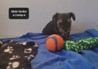 Lenny, a male Yorkshire Terrier for sale in Tucson, AZ – Photo 2 of 3