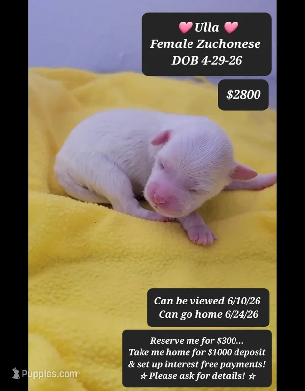 Ulla – Havanese, Shichon puppy for sale in Tucson, AZ